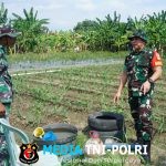 Ketahanan Pangan Jadi Prioritas, Dansatgas TMMD Reguler Ke-125 Kodim 0735/Surakarta Cek Progres Penanaman Jagung