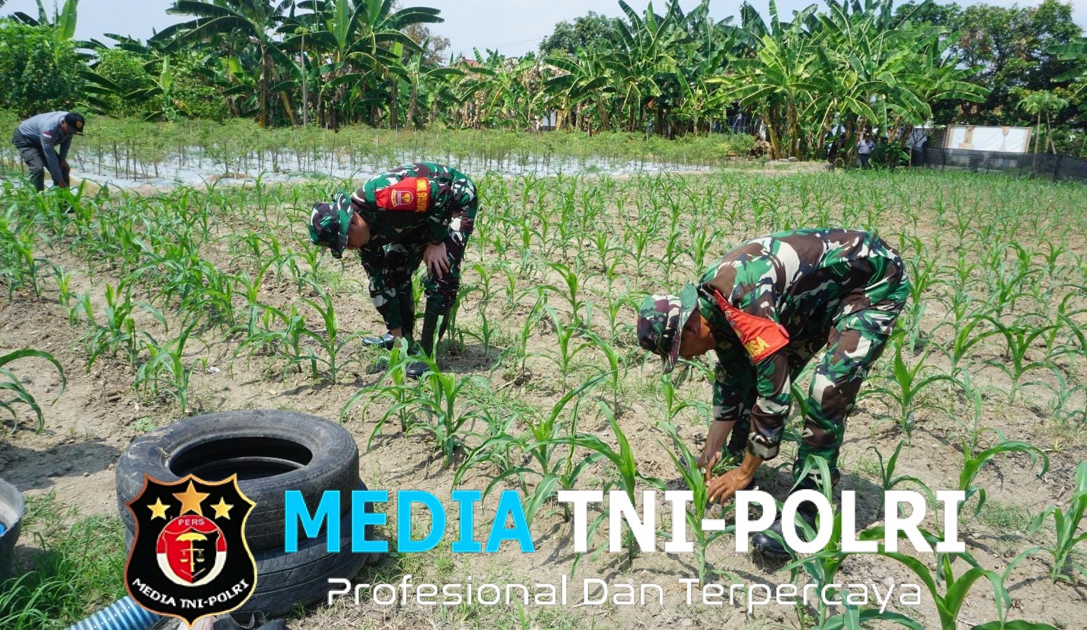 Dansatgas TMMD Reguler Ke-125 Kodim 0735/Surakarta Cek Lahan Ketahanan Pangan Dan Progres Penanaman Jagung