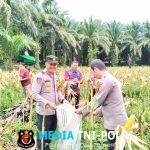 Panen Jagung di Lahan Demplot Polsek Sengah Temila Hasilkan 6 Ton