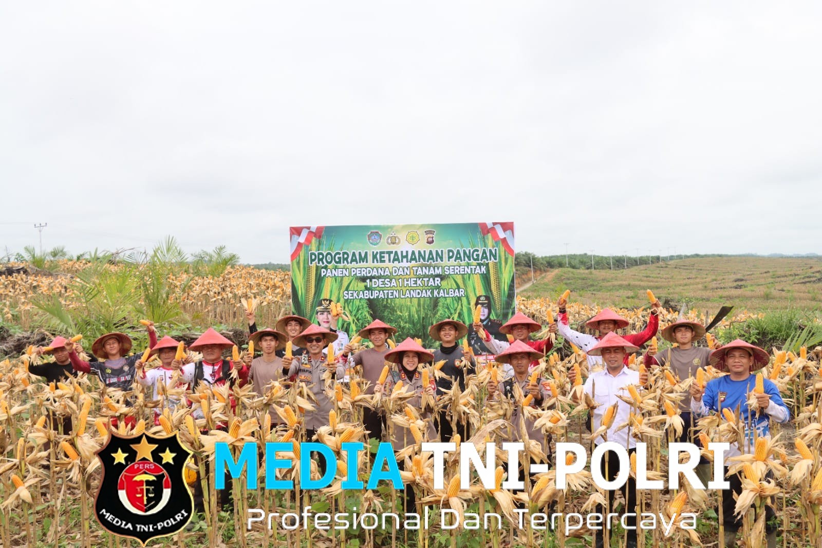 Panen Perdana Jagung Demplot Presisi Polres Landak di Desa Amboyo Inti