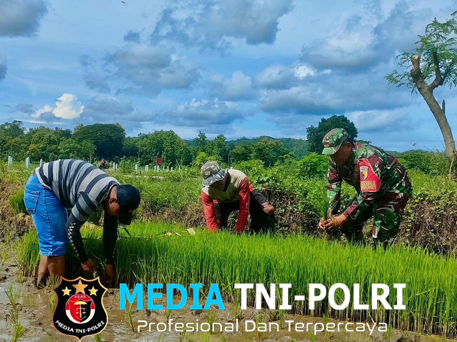 Tanam Padi Ciherang di Dawuhan, Babinsa Ramil Kademangan Motivasi Luas Tambah Tanam Petani