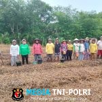 Bintara Penggerak Ketahanan Pangan Desa Sailo Laksanakan Penanaman Demplot Jagung 1 Desa 1 Hektar