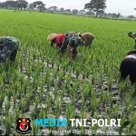 Babinsa Turun ke Sawah, Bantu Petani Bersihkan Rumput Liar demi Tingkatkan Hasil Panen
