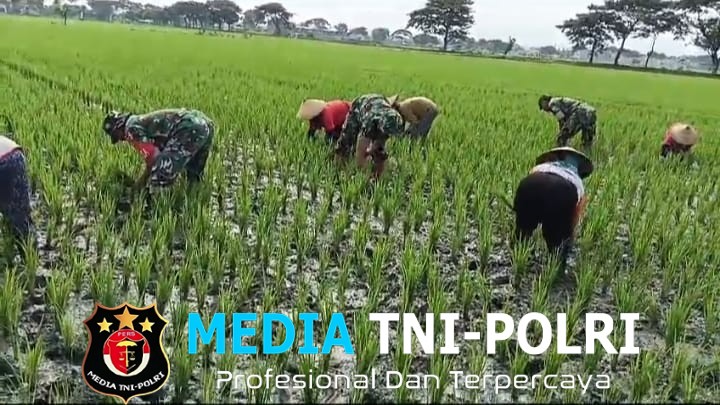 Babinsa Turun ke Sawah, Bantu Petani Bersihkan Rumput Liar demi Tingkatkan Hasil Panen