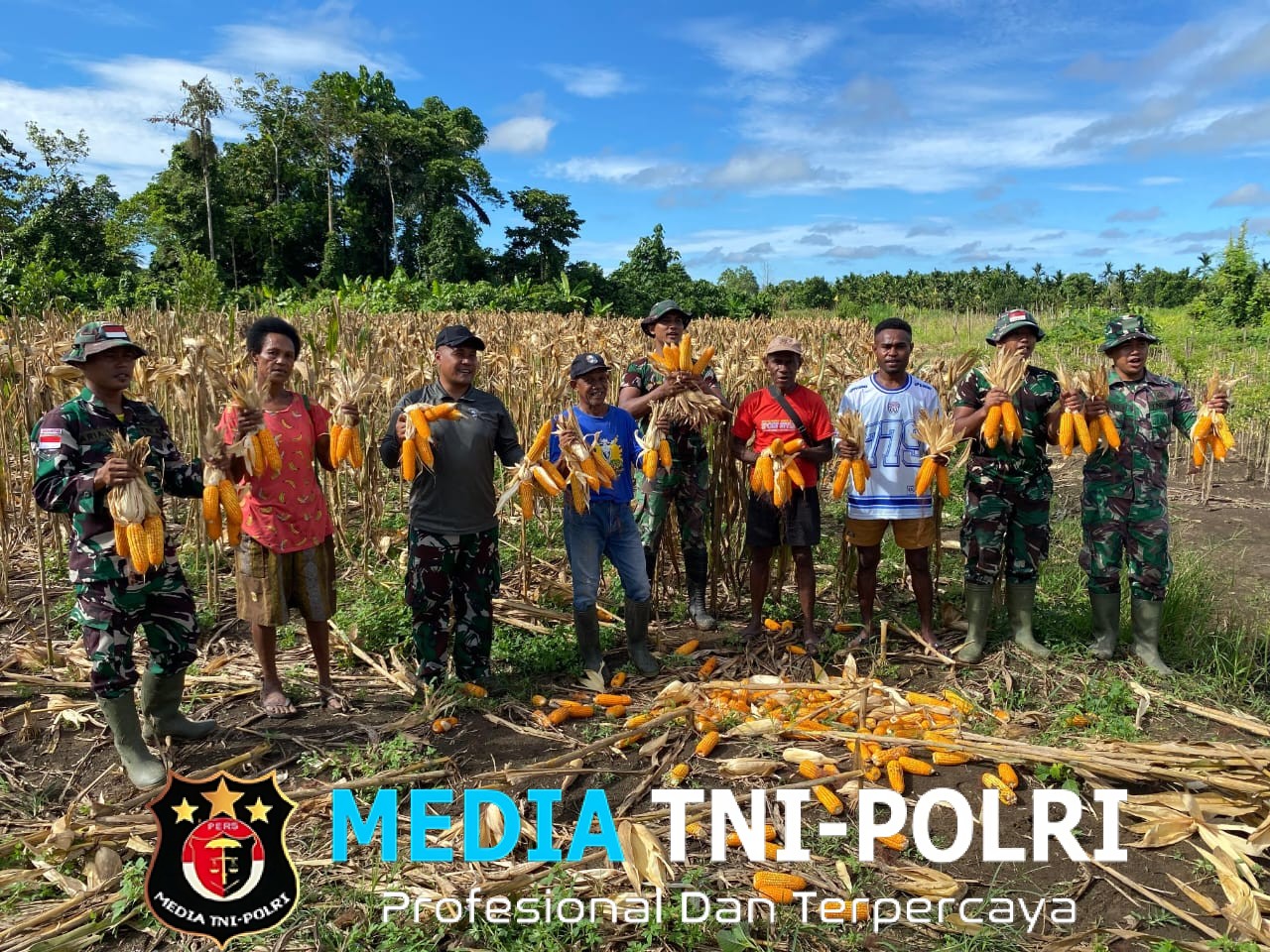 Satgas Yonif 131/Brajasakti dan Warga Wonorejo Panen Jagung Wujudkan Ketahanan Pangan di Perbatasan