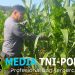 Pamatwil Kecamatan Mempawah Hulu cek progres Penanaman jagung Poktan Nyimpuk didesa Tunang