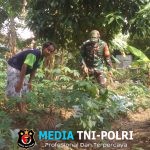 Babinsa Serengan Sambangi Lahan Ketahanan Pangan, Dorong Pemanfaatan Optimal Kesejahteraan Warga