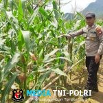 Bintara Penggerak Pantau Progres Pertumbuhan Jagung di Demplot Rajawali Polsek Mempawah Hulu