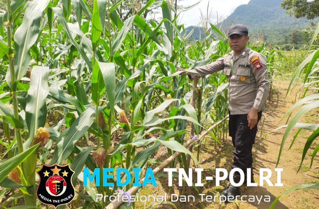 Bintara Penggerak Pantau Progres Pertumbuhan Jagung di Demplot Rajawali Polsek Mempawah Hulu