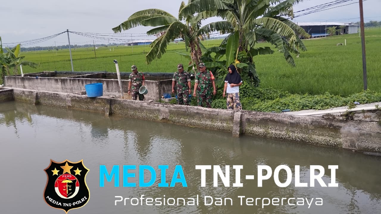 Babinsa Pantau Kolam Lele, Pastikan Ketersediaan Pakan Terjaga untuk Kesejahteraan Peternak