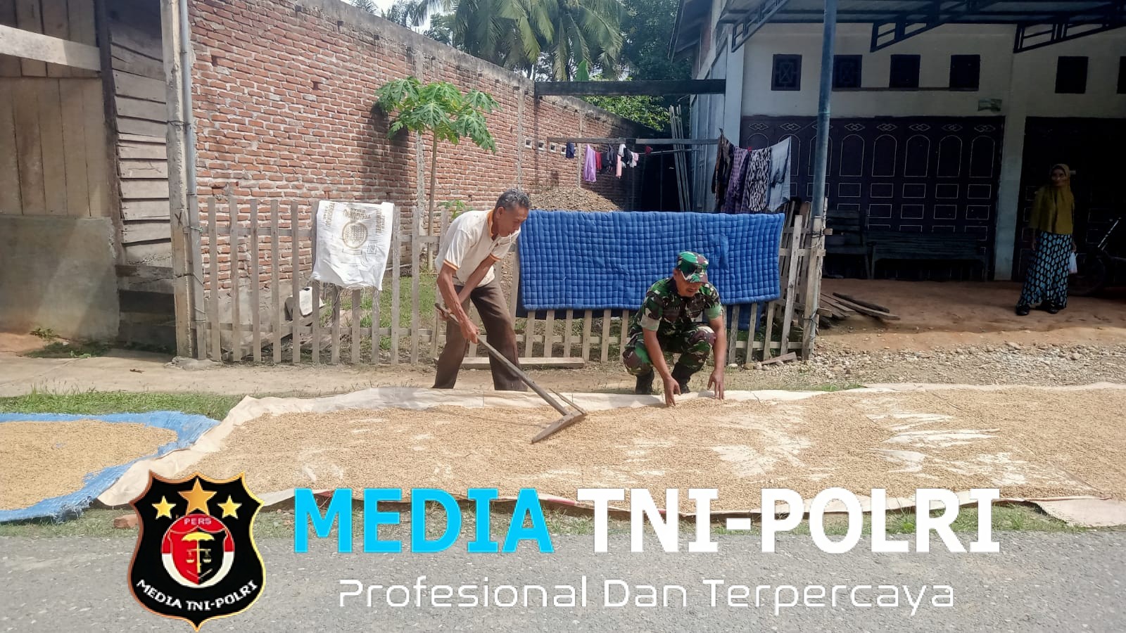 Babinsa Dampingi Petani Jemur Padi