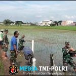 Babinsa Dampingi Petani, Sukseskan Pemupukan Padi