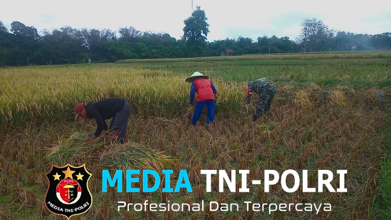 Babinsa Jambewangi Dampingi Petani Panen Padi di Lahan Poktan Budi Tani