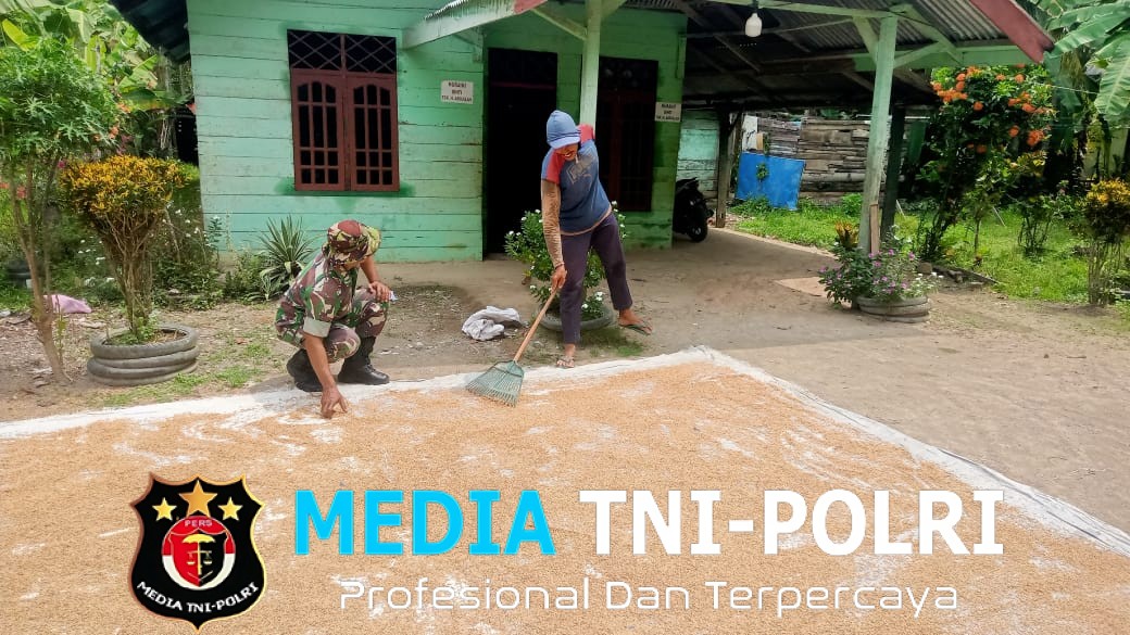 Babinsa Bantu Petani Jemur Padi di Aceh Utara