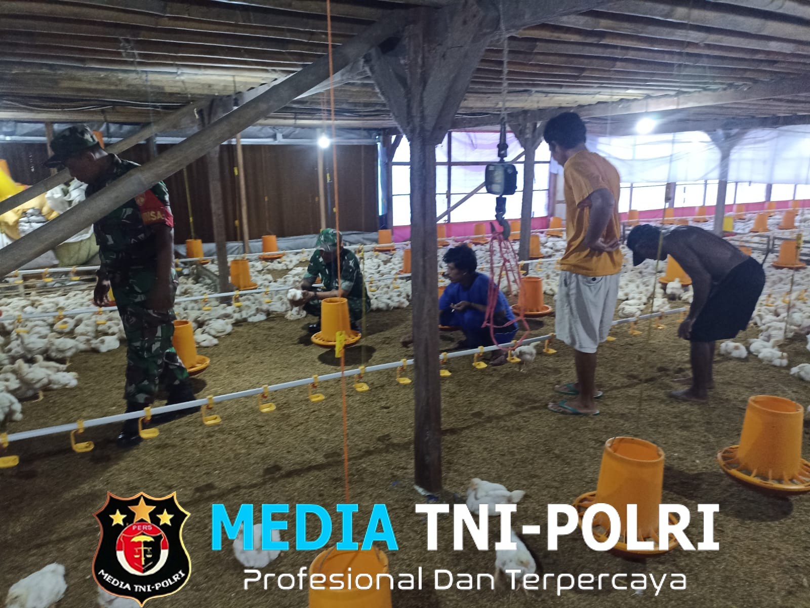 Babinsa Imbau Peternak Ayam Potong Jaga Kebersihan Kandang, Cegah Penyakit dan Jaga Lingkungan