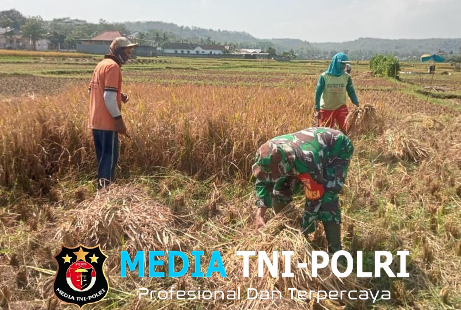 Babinsa Margomulyo Dampingi Panen Padi, Wujud Nyata Kepedulian TNI terhadap Ketahanan Pangan