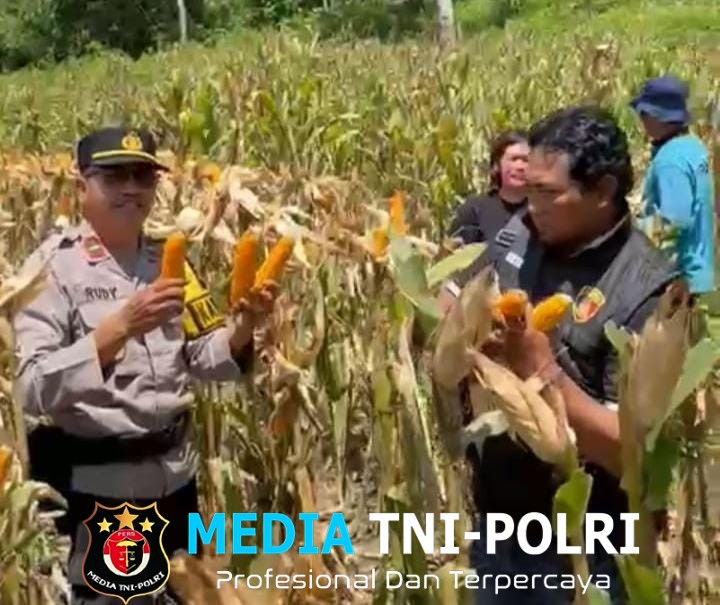 Panen Jagung di Demplot Polsek Sebangki, Wujud Sinergi Polisi dan Petani untuk Ketahanan Pangan