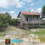 BKSDA Sampit Observasi Kemunculan dan Gangguan Orangutan di Dusun Rongkang