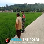 Babinsa Dampingi Petani, Perkuat Fondasi Ketahanan Pangan Lokal