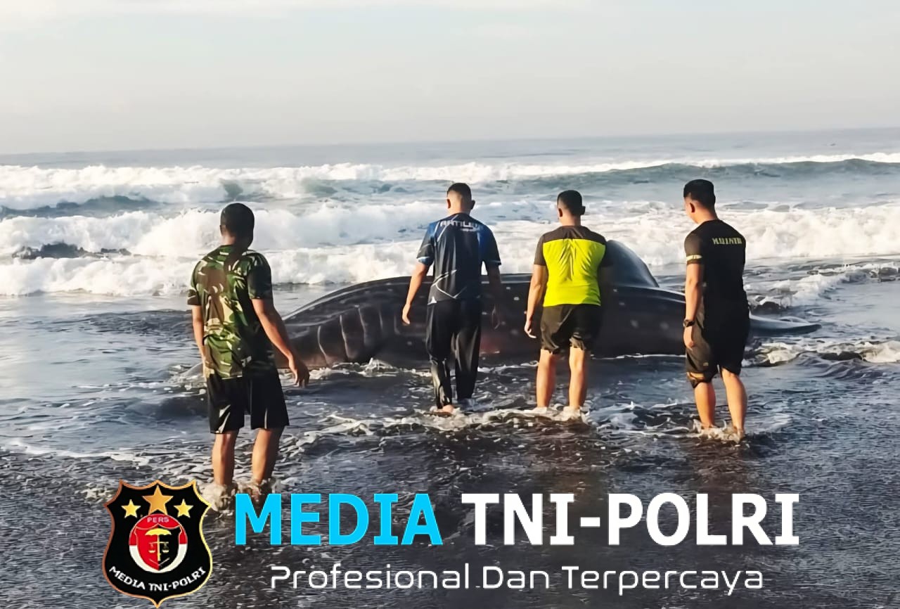 Satgasmar Pulau Nusa Barung Selamatkan Hiu Paus yang Terdampar di Pantai Pancer