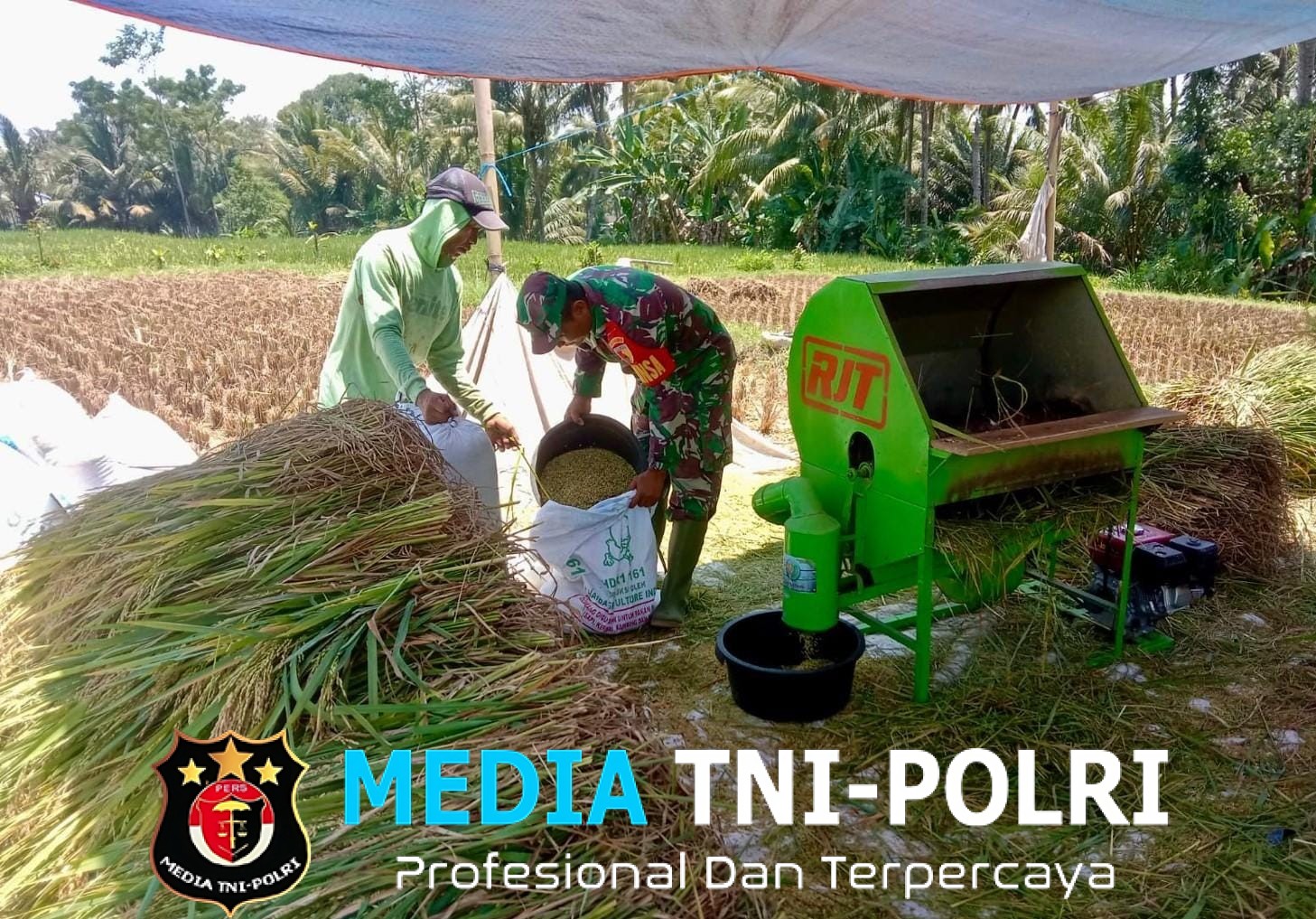 Bulir Padi Pilar Negeri, Sinergi Babinsa Dan Petani Karangrejo Jaga Ketahanan Pangan