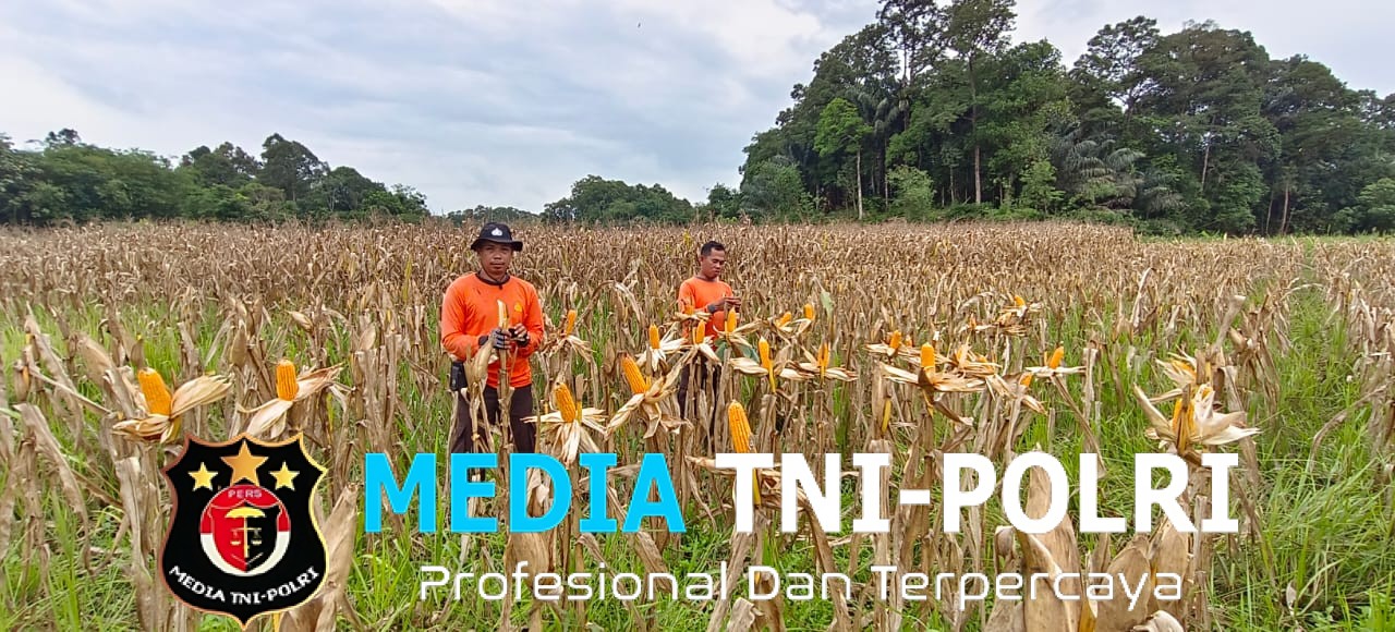 Personil Polsek Meranti Cek Pertumbuhan Demplot Tanaman Jagung Lahan Percontohan