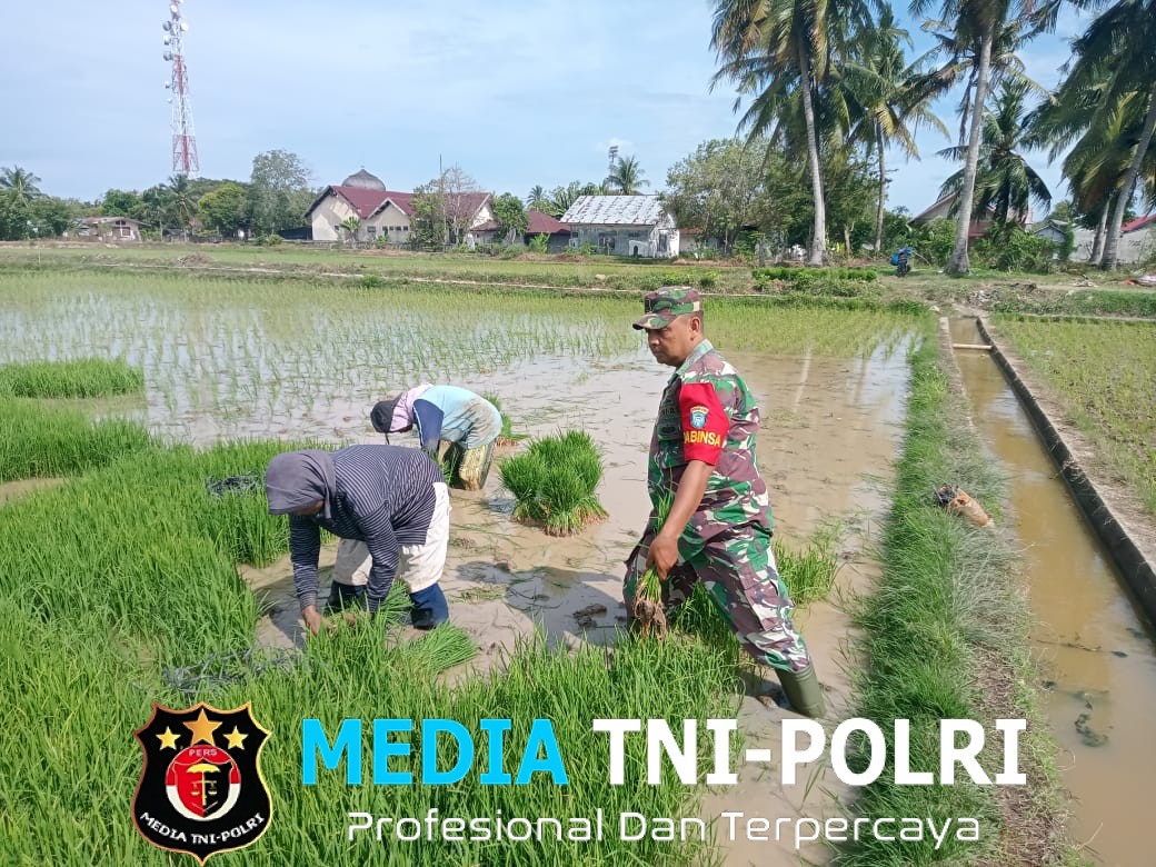 Turun ke Sawah, Babinsa Bersama Petani Wujudkan Ketahanan Pangan