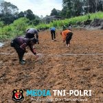 Polsek Ngabang Dan Polsubsektor Jelimpo Laksanakan Penanaman Bibit Jagung Hibrida NK Perkasa Secara Berkelanjutan