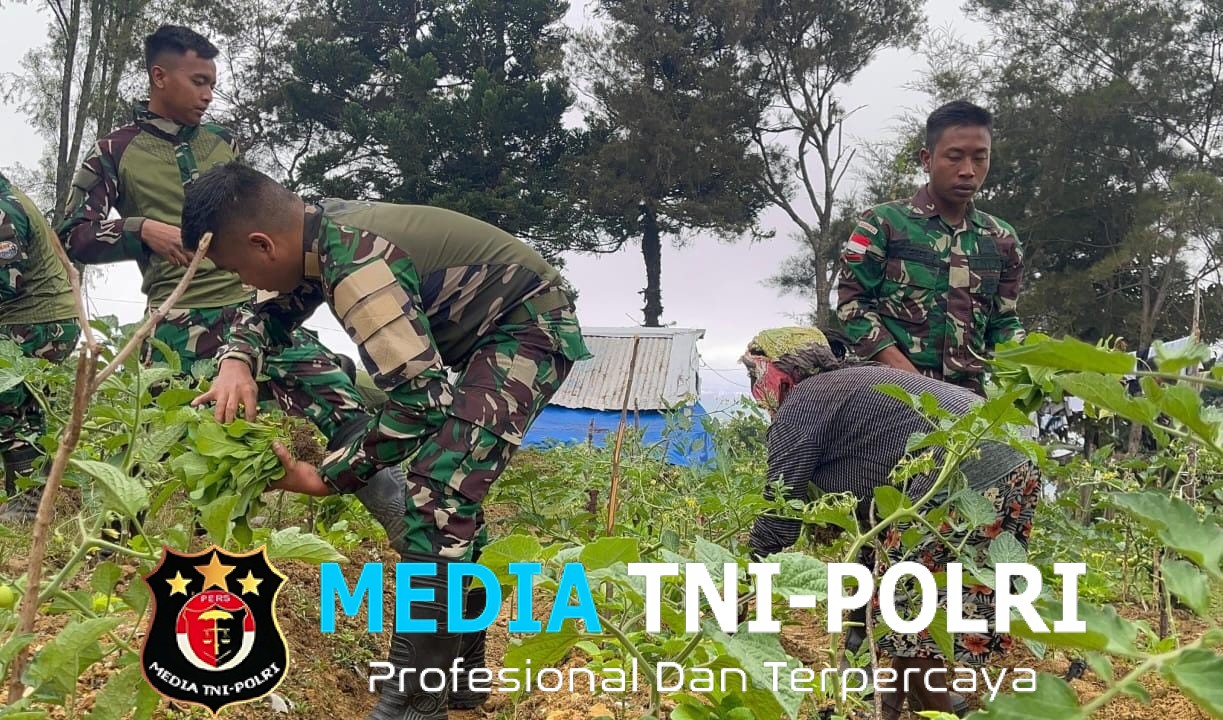 Berkebun Mandiri Satgas Yonif 521/DY Petik Hasil Panen Bersama Masyarakat Distrik Napua