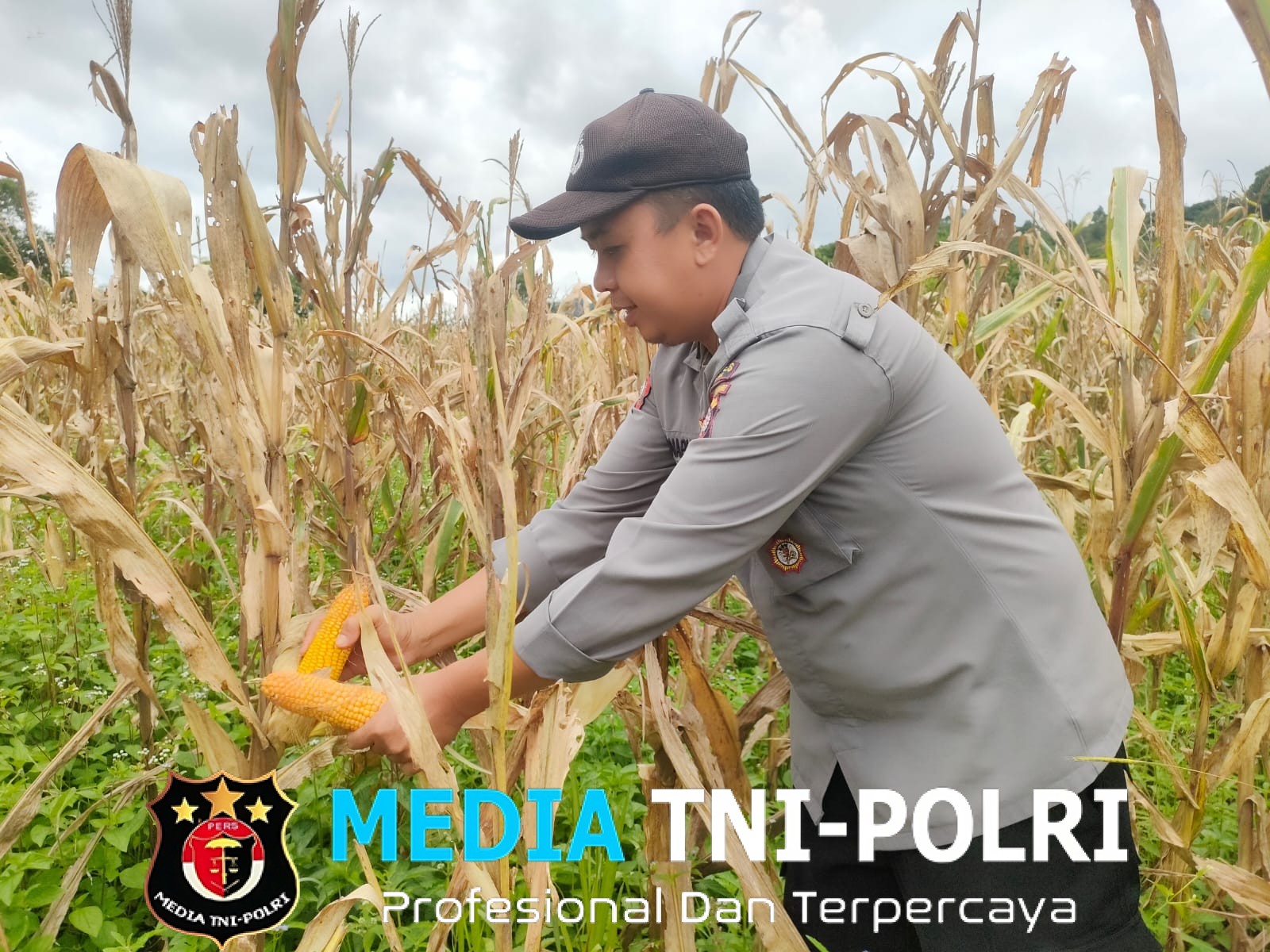 Sinergi Polisi dan Petani, Panen Perdana Jagung di Pinyaho Berbuah Manis