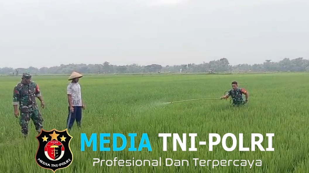 Babinsa Sigap Bantu Petani, Lakukan Penyemprotan Massal Cegah Hama Ulat Padi