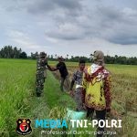 TNI dan Kelompok Tani Bergandeng Tangan, Panen Padi Jadi Lebih Ringan