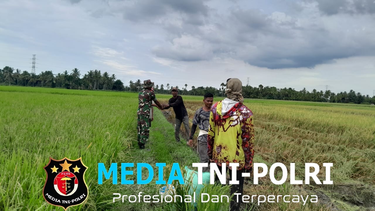 TNI dan Kelompok Tani Bergandeng Tangan, Panen Padi Jadi Lebih Ringan