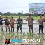 Dukung Swasembada Pangan Nasional, Dandim 0420/Sarko dan Bupati Merangin Tanam Padi Serentak di Dua Kabupaten