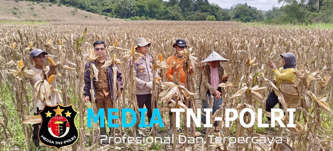 Polsek Meranti Panen Perdana Jagung di Lahan Demplot