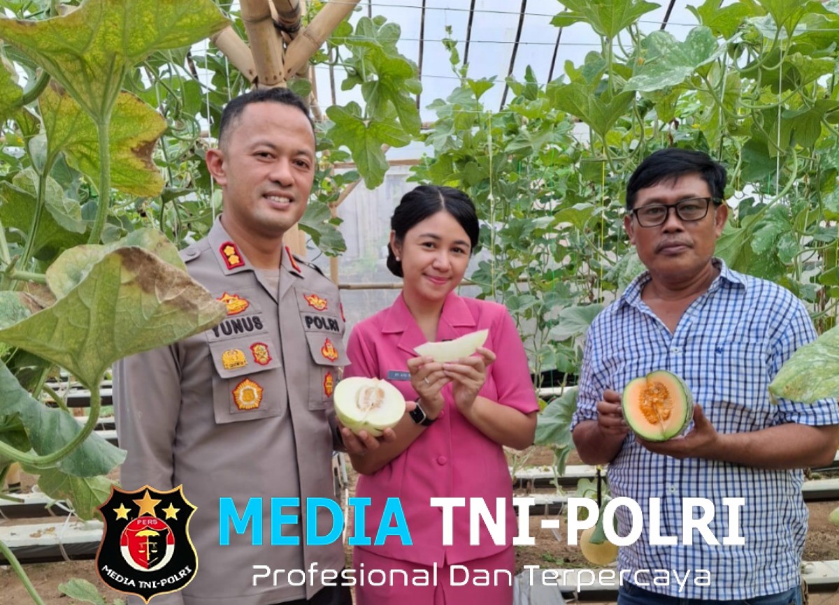 Ternyata Ada “Surga Melon” di Pringsewu, Dikunjungi Kapolres Bareng Istri!