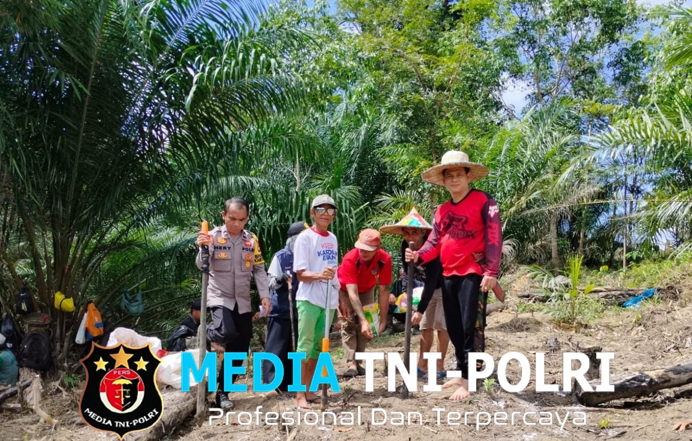 Penanaman Jagung Serentak 1 Desa 1 Hektar Di Desa Kayu Ara Kecamatan Menyuke