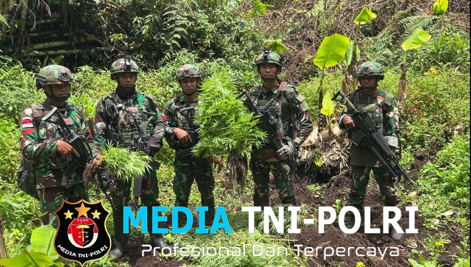 Satgas Gabungan Yonif 751/VJS, Ketapang dan Prayudha Temukan Empat Kebun Ganja di Kampung Aldom, Oksibil Kab. Pegunungan Bintang