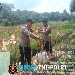 Kebersamaan Berbuah Hasil, Panen Perdana Jagung 2,5 Ton di Dusun Kubu