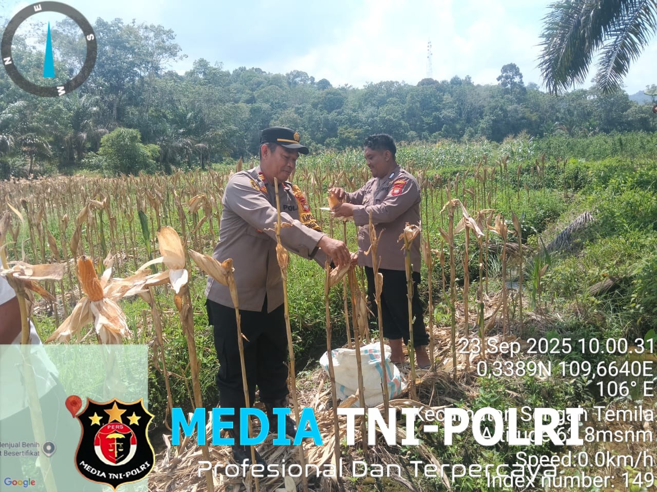 Kebersamaan Berbuah Hasil, Panen Perdana Jagung 2,5 Ton di Dusun Kubu