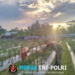Babinsa Turun ke Kebun, Bantu Ibu Petani Cabai Berantas Gulma