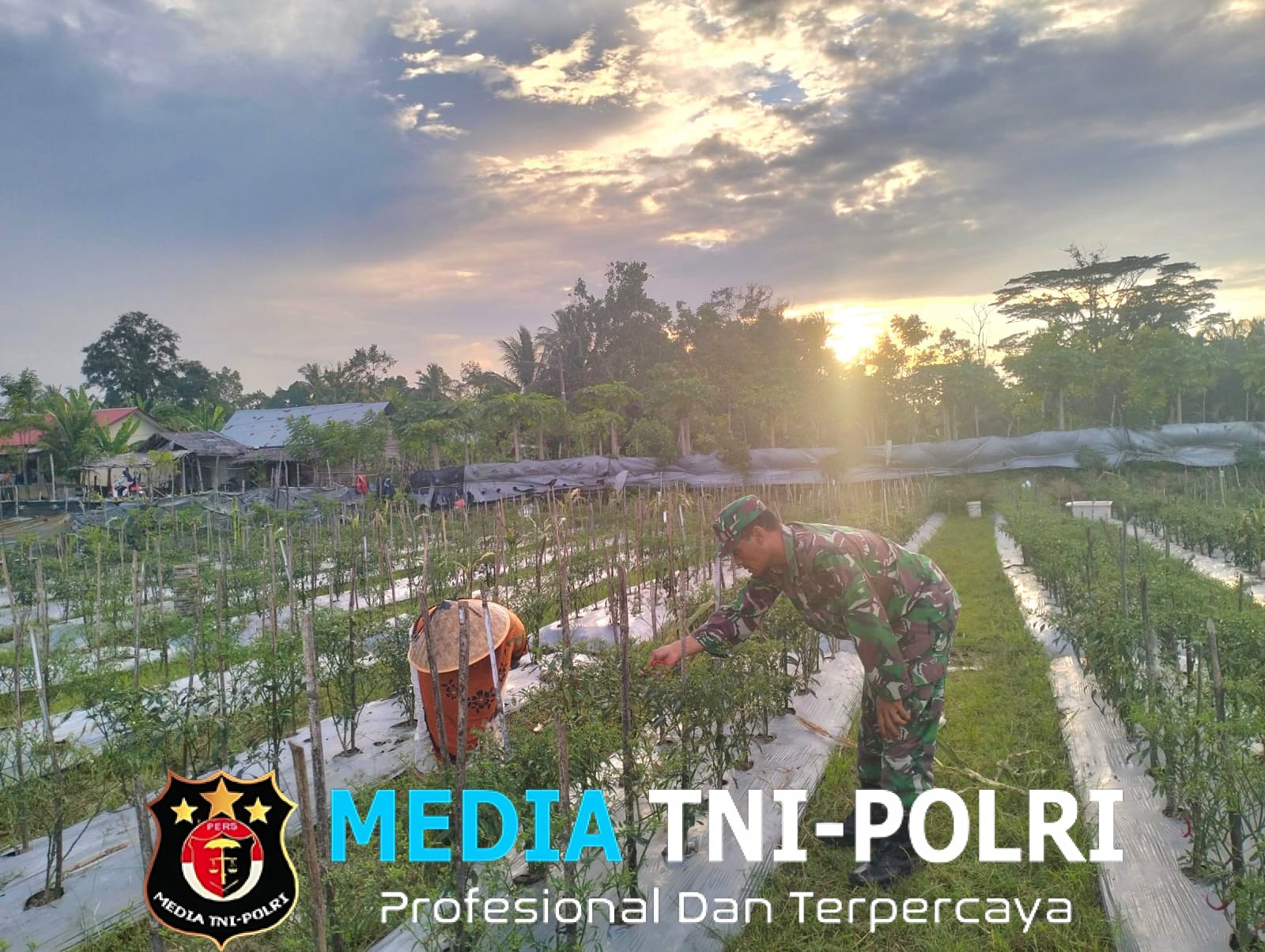 Babinsa Turun ke Kebun, Bantu Ibu Petani Cabai Berantas Gulma