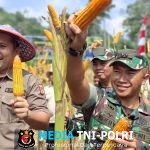 Dandim 0420/Sarko Hadiri Panen Raya Jagung dan Penyerahan Bantuan Benih oleh Bupati Merangin di Desa Simpang Parit