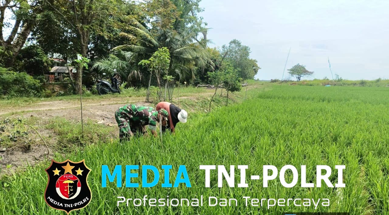 Babinsa Koramil 04/Muara Batu Bantu Petani Bersihkan Gulma di Sawah Irigasi