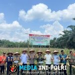 Dukung Swasembada Pangan, Polres Mesuji Laksanakan Panen Jagung Serentak Kuartal ke-III