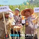 Polres Tanggamus Gelar Panen Jagung Kuartal III, Dihadiri Bupati dan Forkopimda