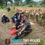 Babinsa Koramil 01/Boyolali Turun ke Sawah, Bantu Panen Jagung dan Dorong Ketahanan Pangan