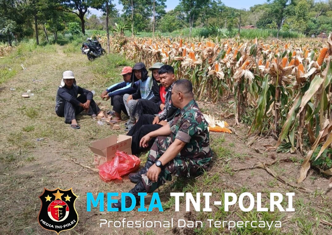 Babinsa Koramil 01/Boyolali Turun ke Sawah, Bantu Panen Jagung dan Dorong Ketahanan Pangan