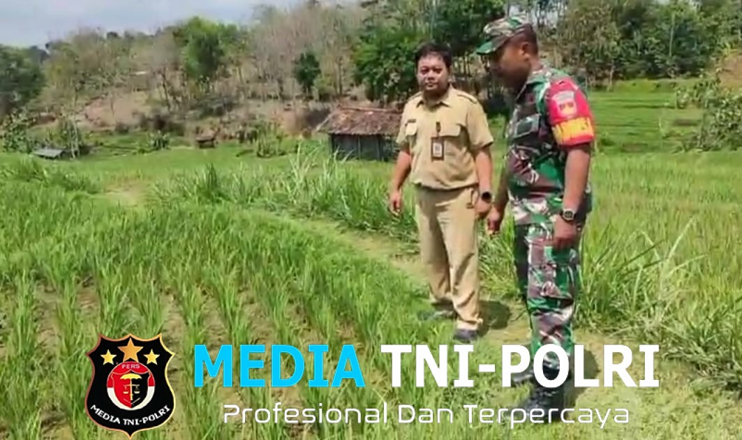 Ini Tujuan Babinsa Bersama PPL Melakukan Pendataan Dan Perkembangan Ketahanan Pangan