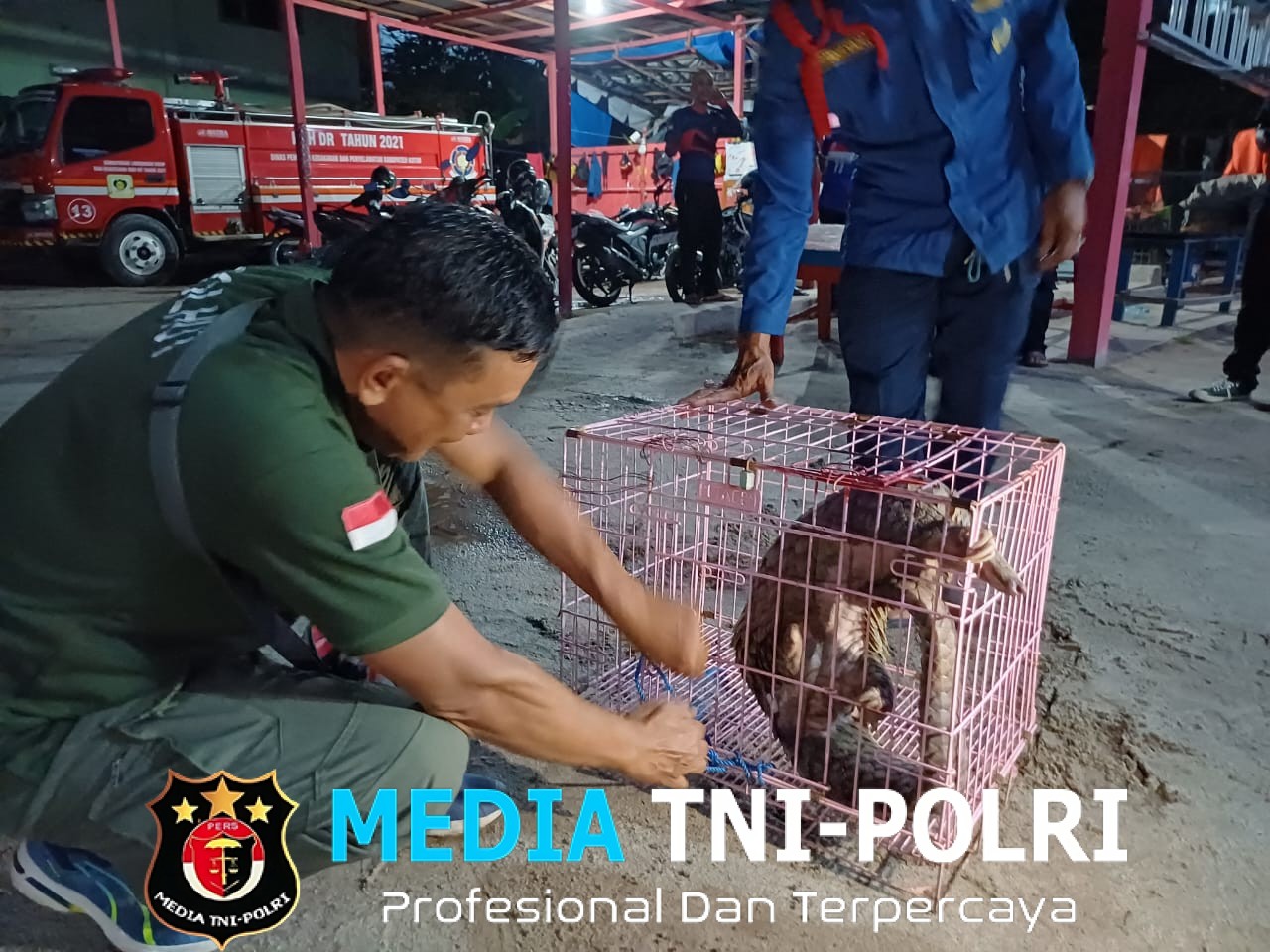 BKSDA Resort Sampit Terima Seekor Teringgiling dari Disdamkarmat Kotim